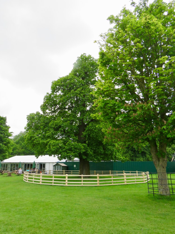 fullsizeoutput_65219