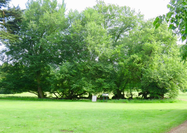 fullsizeoutput_65238