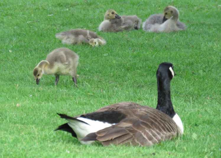 fullsizeoutput_65239