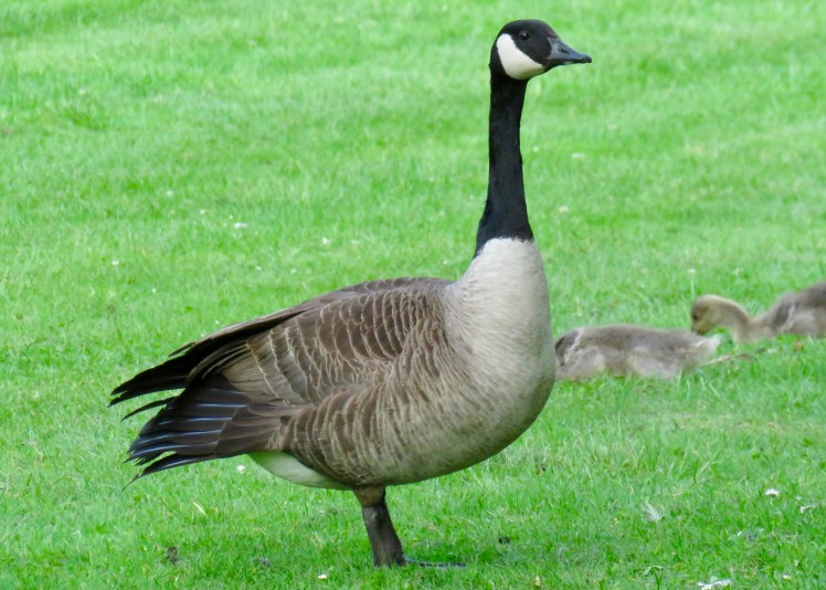 fullsizeoutput_6523f