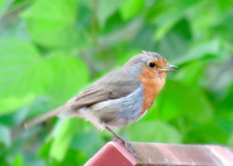 fullsizeoutput_65c7d