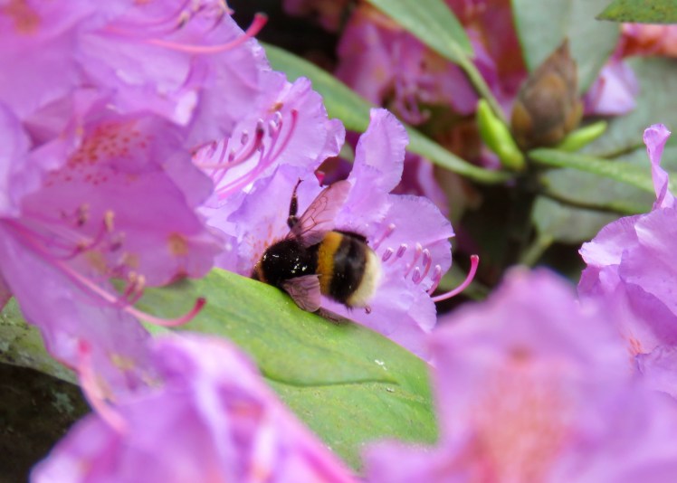 fullsizeoutput_65c81