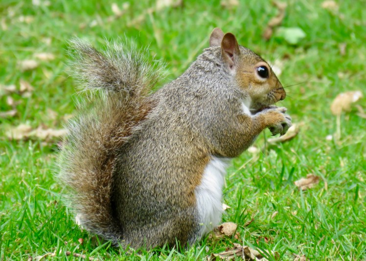 fullsizeoutput_65c8b