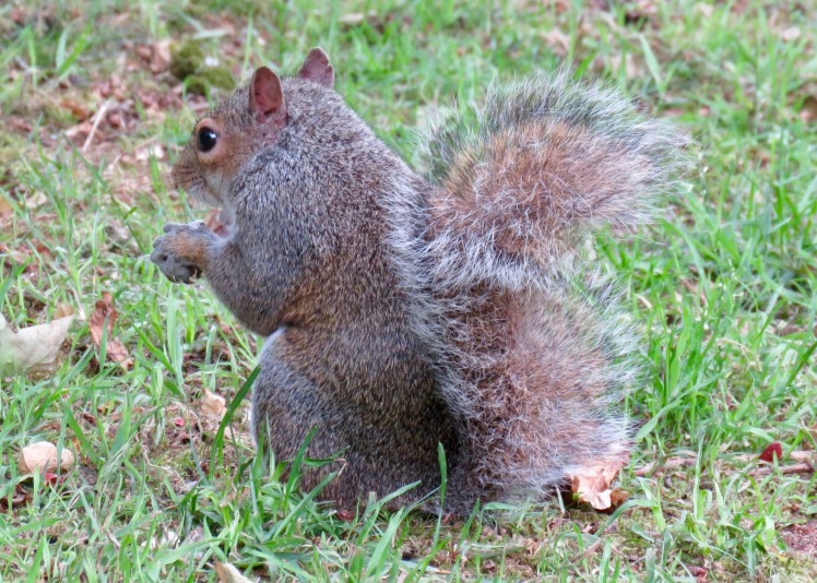 fullsizeoutput_65c8f