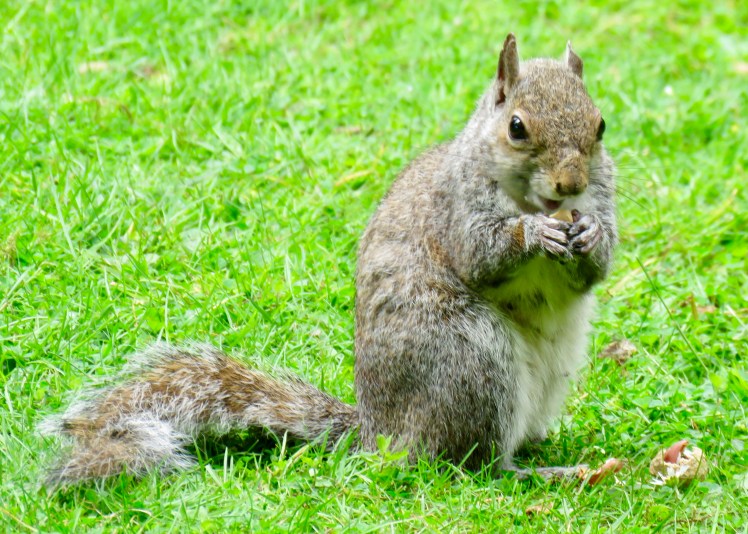 fullsizeoutput_65c95