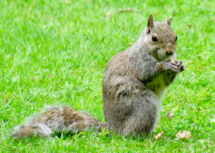 fullsizeoutput_65c99