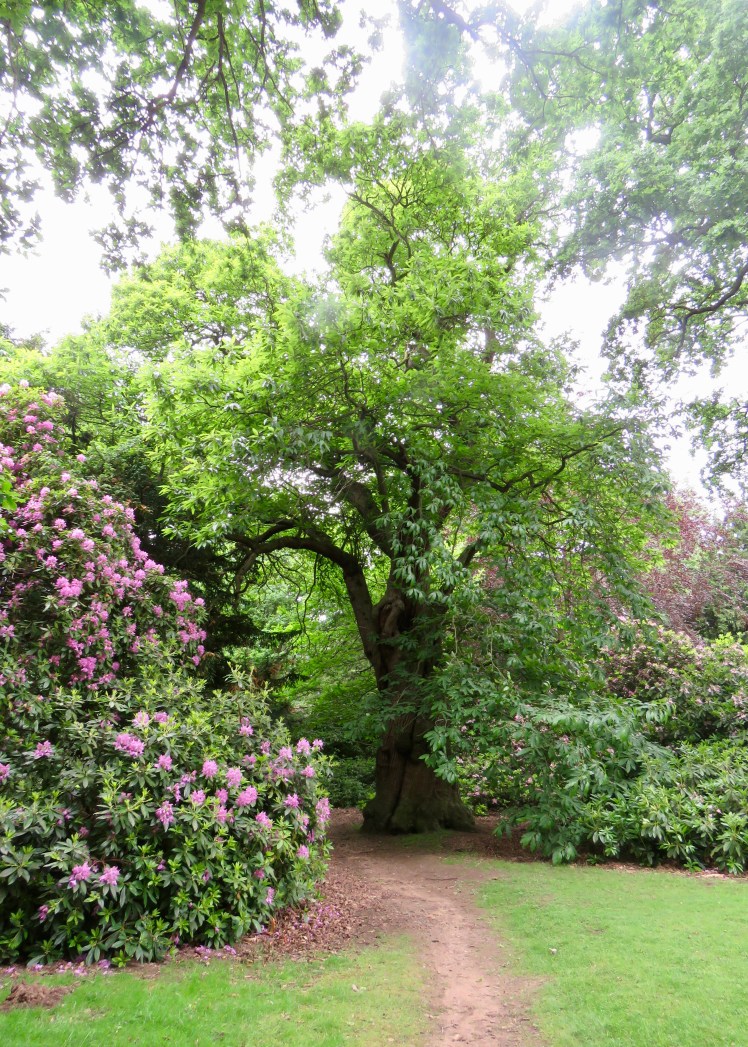 fullsizeoutput_65c9d