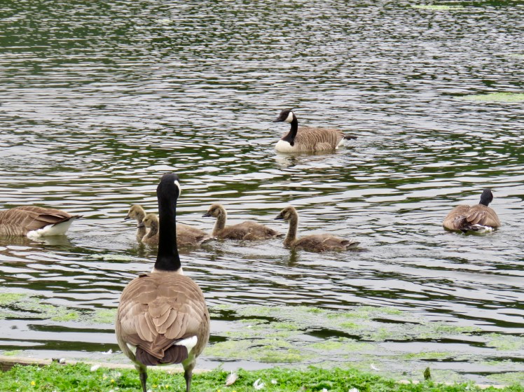 fullsizeoutput_65ca5