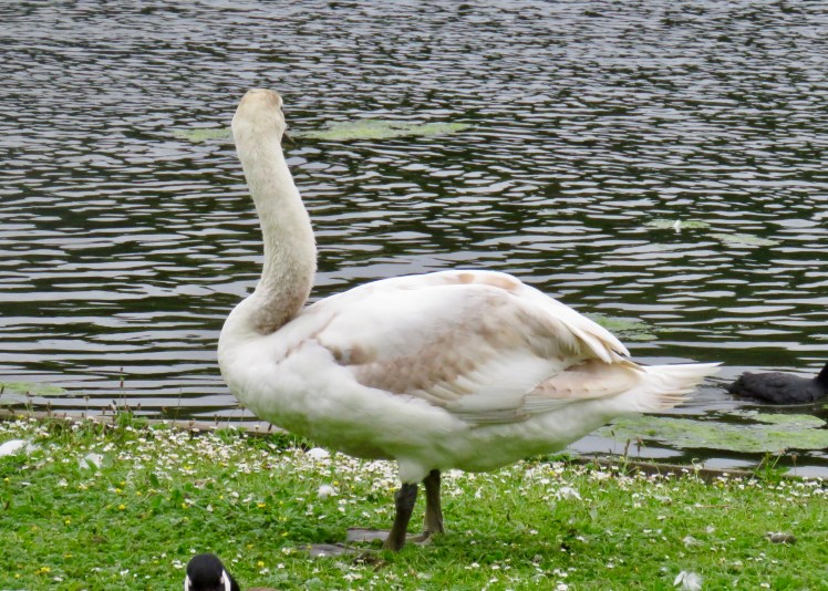 fullsizeoutput_65ca7