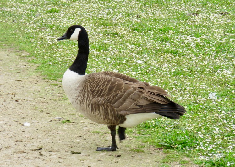 fullsizeoutput_65cb3