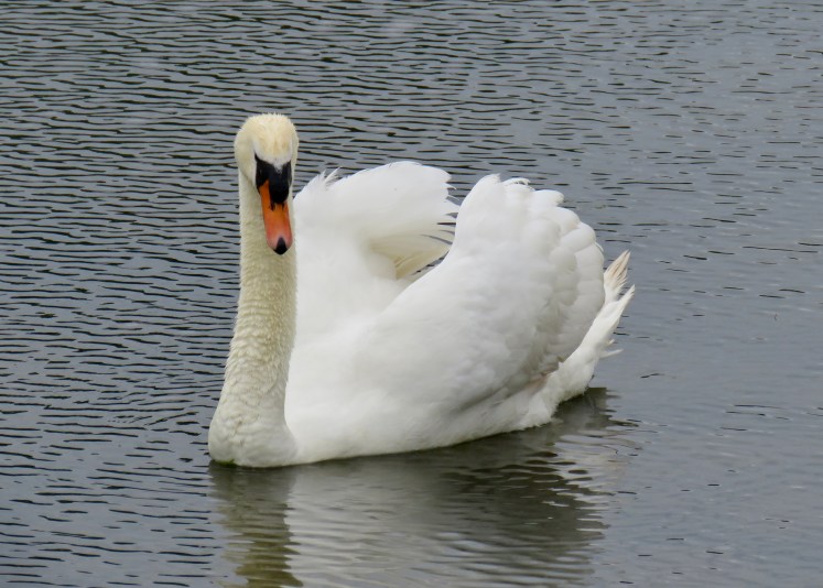 fullsizeoutput_65cbb