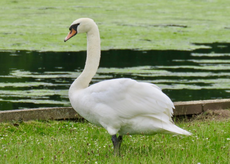 fullsizeoutput_65cbd