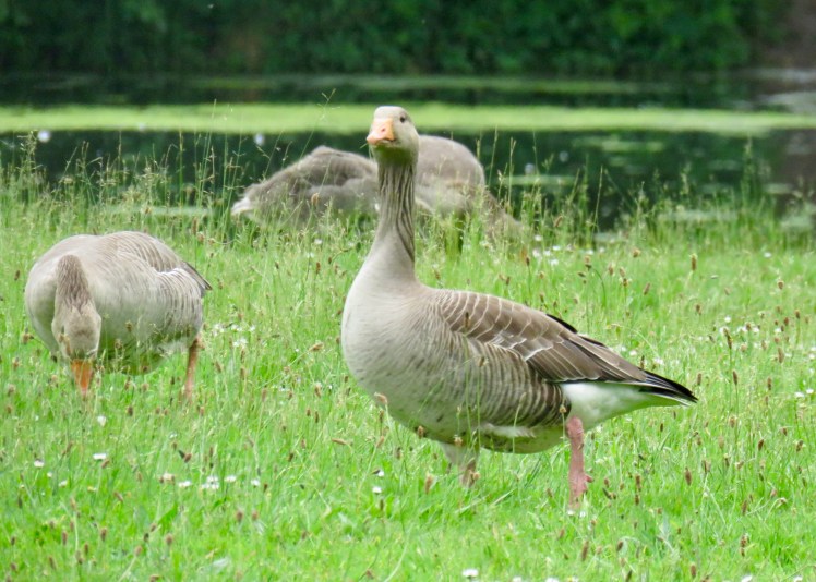 fullsizeoutput_65cc1