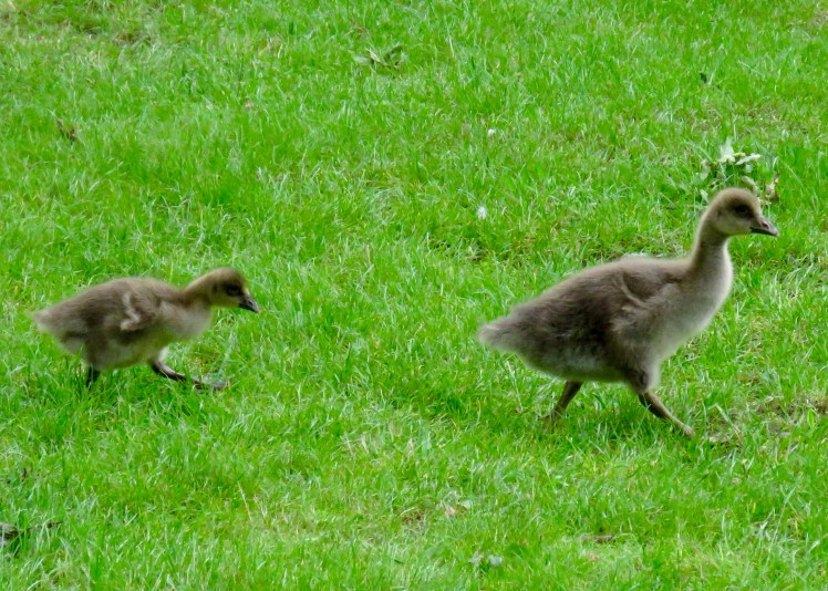 fullsizeoutput_65cc3