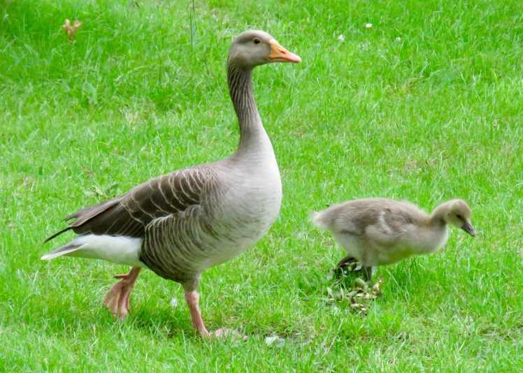 fullsizeoutput_65cc5