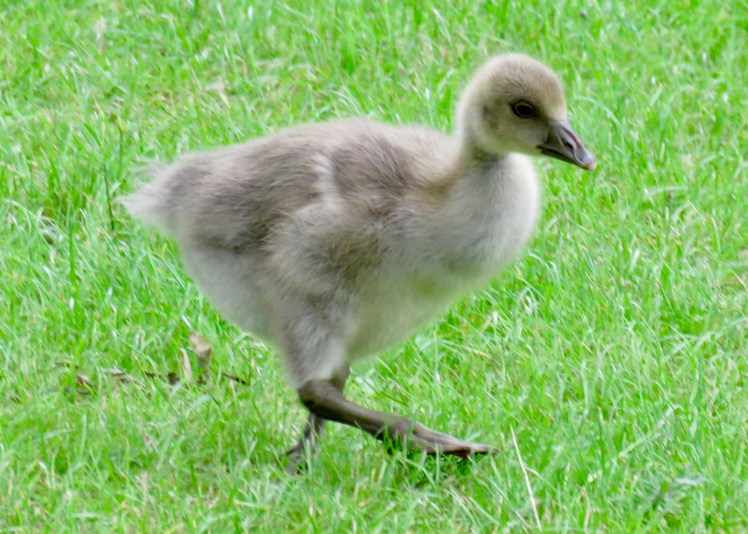 fullsizeoutput_65cc7