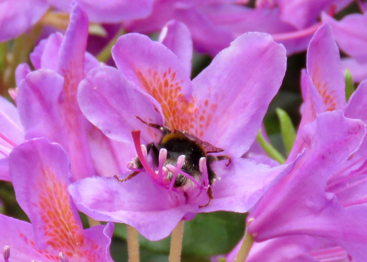 fullsizeoutput_65ccb