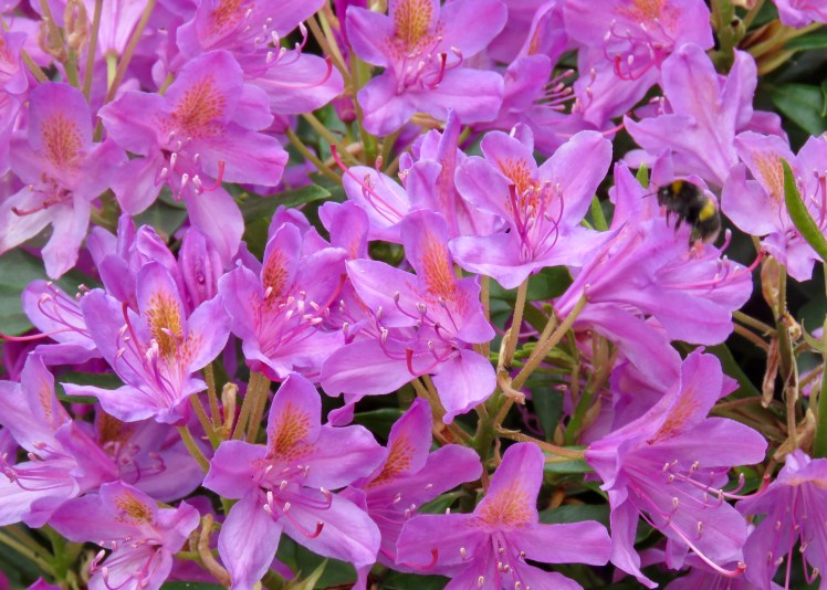 fullsizeoutput_65ccd