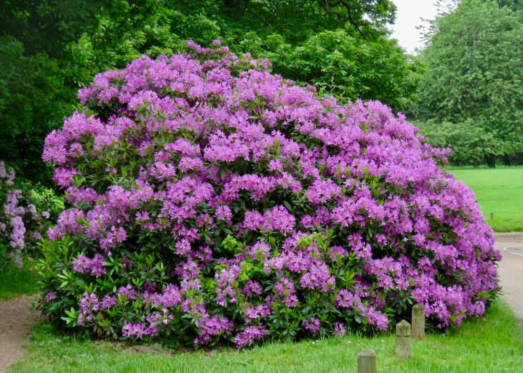 fullsizeoutput_65ccf