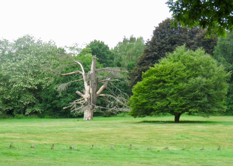 fullsizeoutput_65cd1