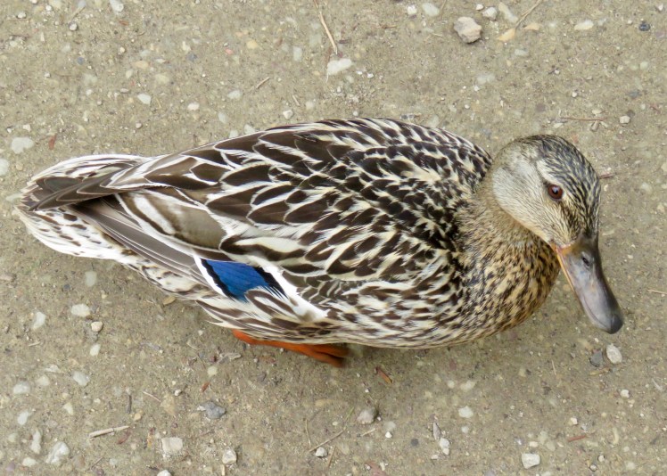 fullsizeoutput_65cd3