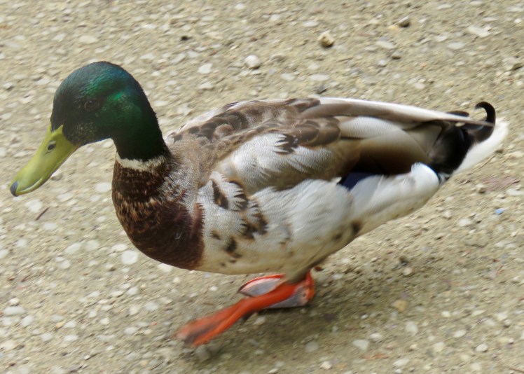 fullsizeoutput_65cd5