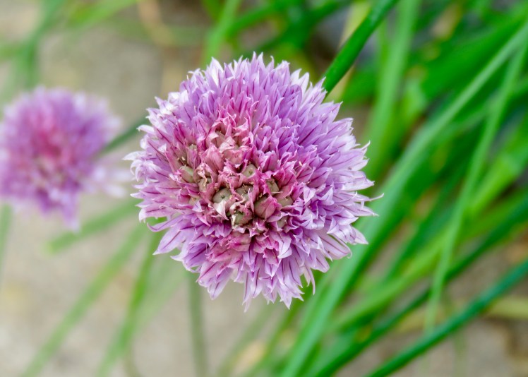 fullsizeoutput_65ce1