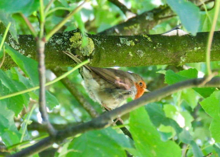 fullsizeoutput_66ad6