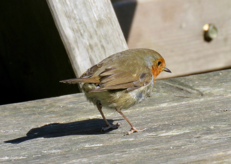 fullsizeoutput_66ad8