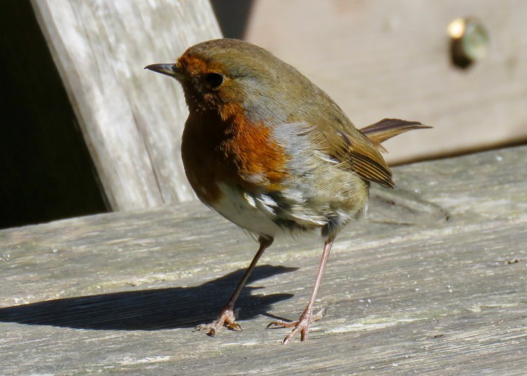 fullsizeoutput_66adc