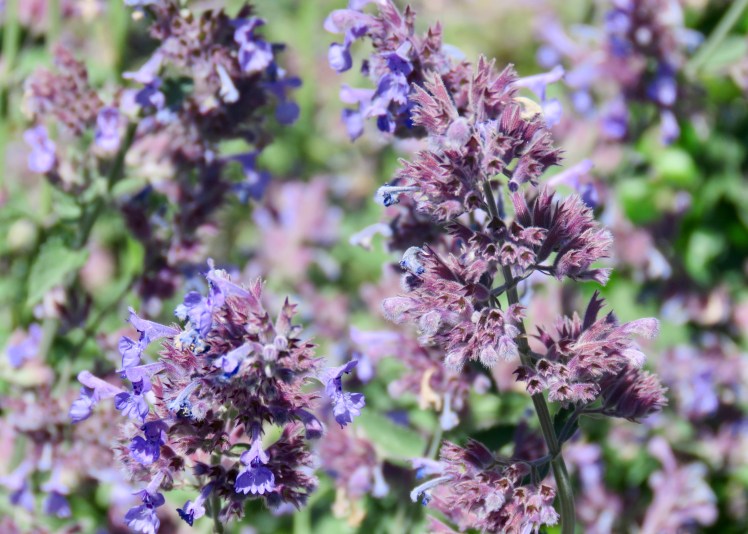 fullsizeoutput_67d59