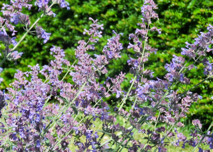 fullsizeoutput_67d5b