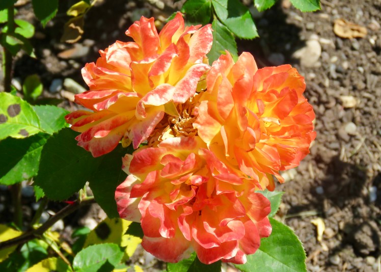 fullsizeoutput_67d5f