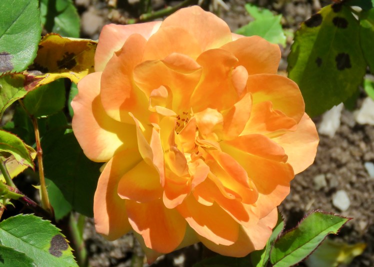 fullsizeoutput_67d61