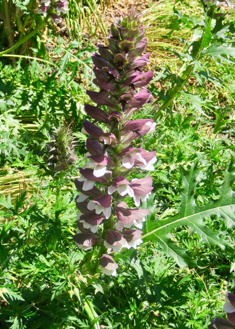 fullsizeoutput_67d6b