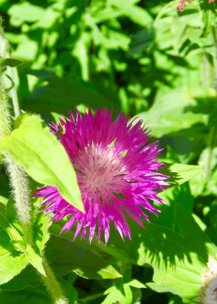 fullsizeoutput_67d71