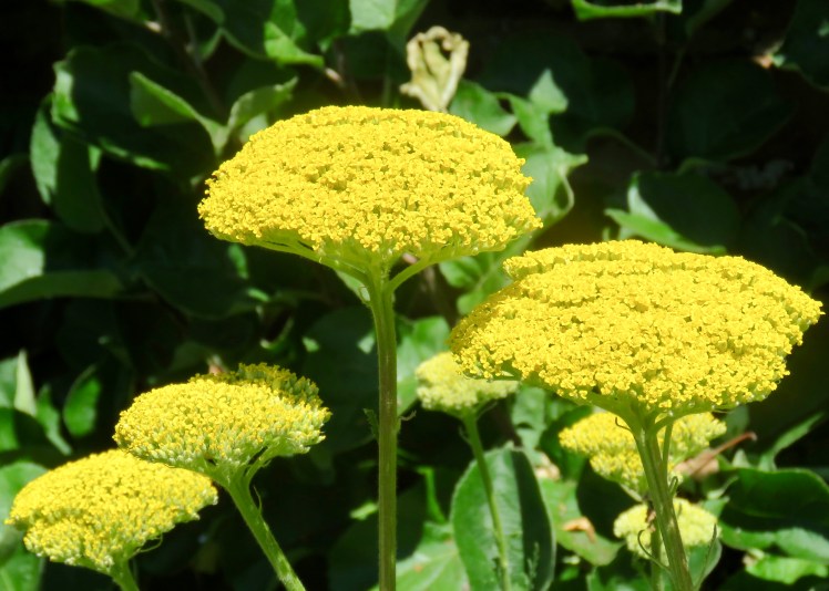 fullsizeoutput_67d76