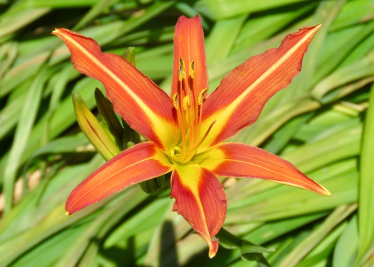 fullsizeoutput_67d78