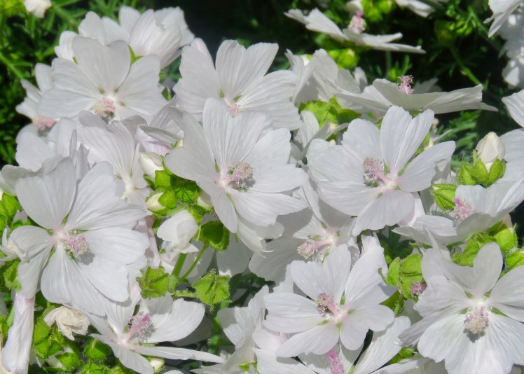 fullsizeoutput_67d7c