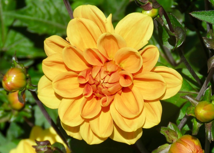 fullsizeoutput_67d80