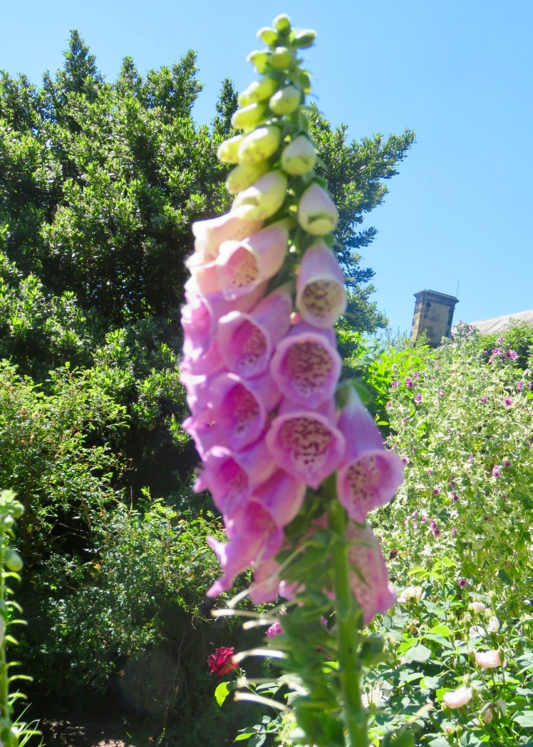 fullsizeoutput_67d84