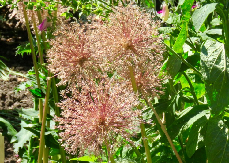 fullsizeoutput_67d86