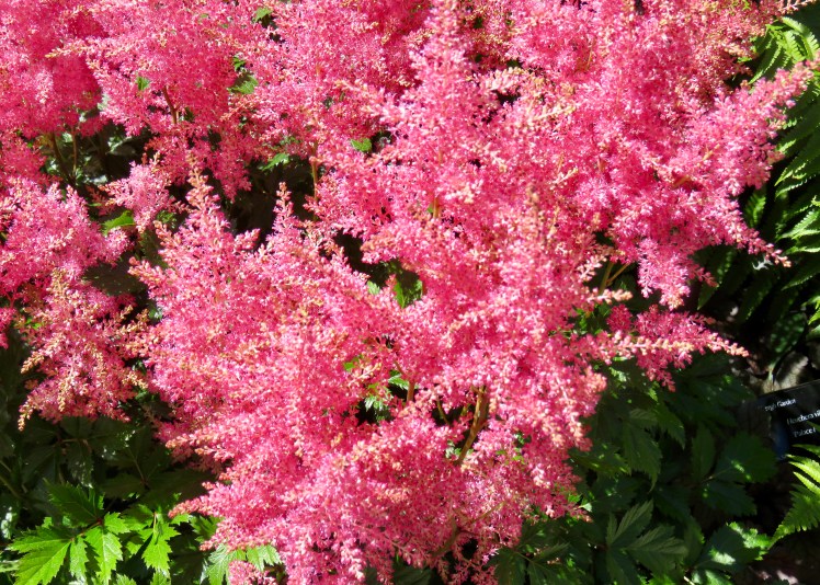 fullsizeoutput_67da9