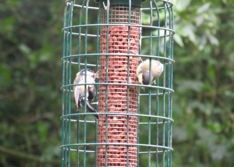 fullsizeoutput_69082