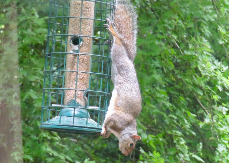 fullsizeoutput_69084