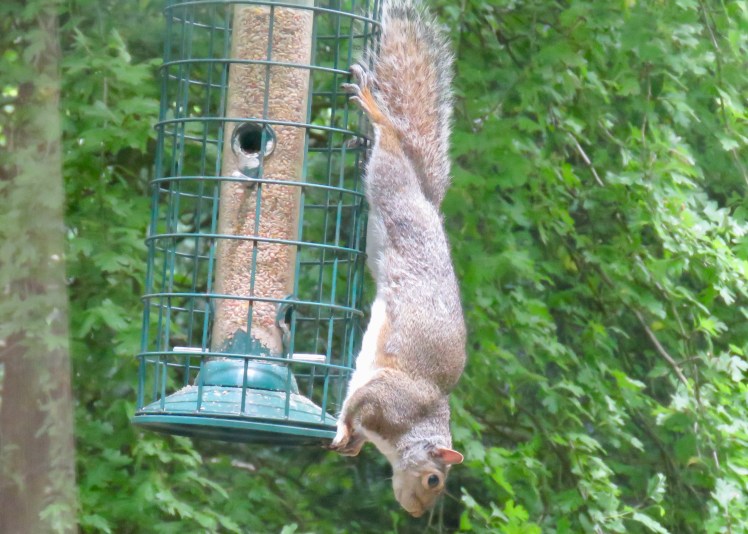 fullsizeoutput_69086