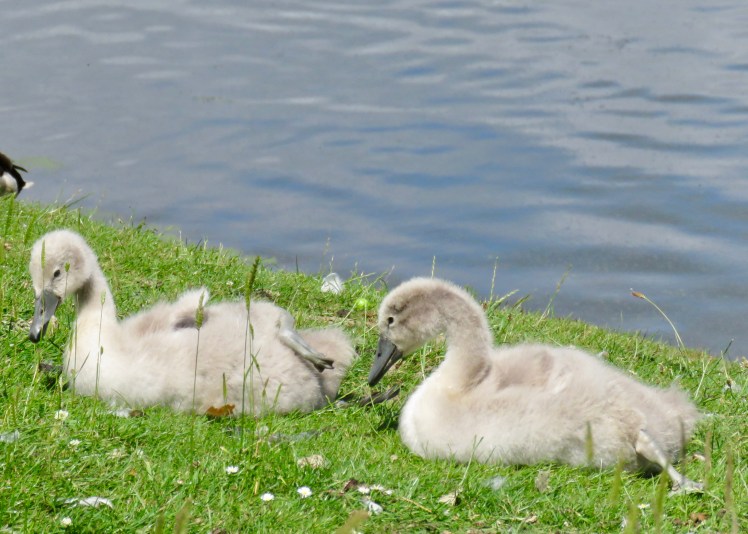 fullsizeoutput_690b5