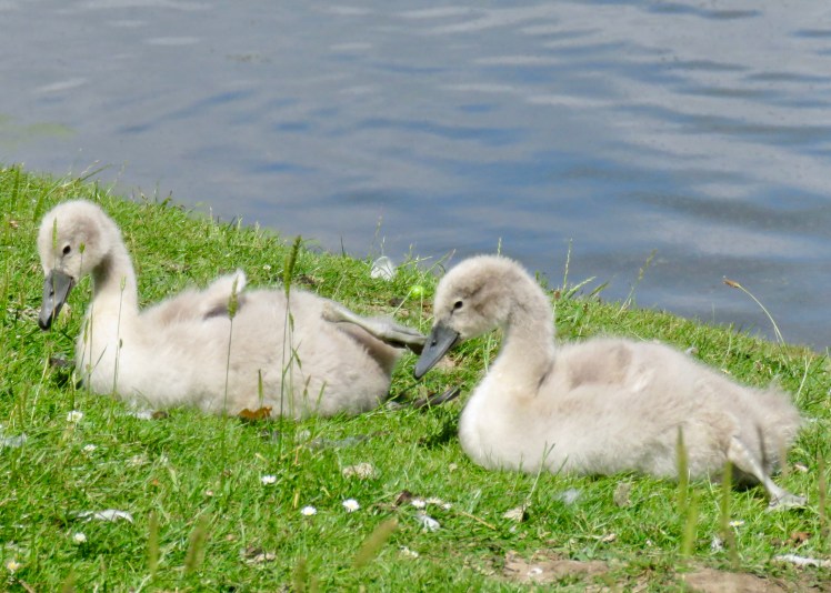 fullsizeoutput_690b7