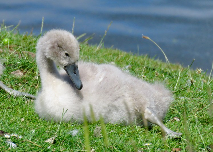 fullsizeoutput_690b8