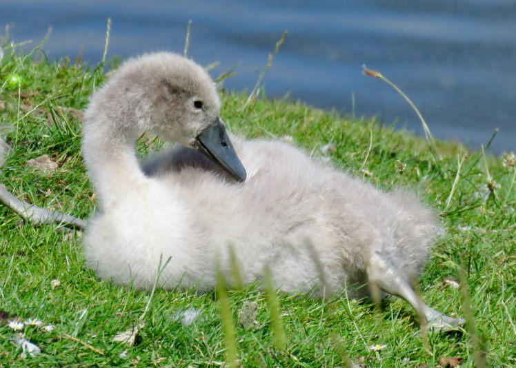 fullsizeoutput_690ba